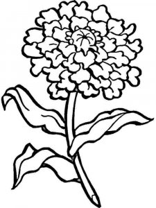 Carnation coloring page 10 - Free printable