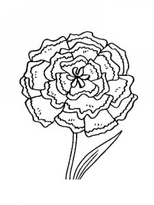 Carnation coloring page 11 - Free printable
