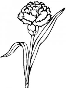 Carnation coloring page 2 - Free printable