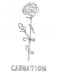 Carnation coloring page 3 - Free printable