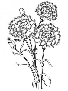 Carnation coloring page 5 - Free printable