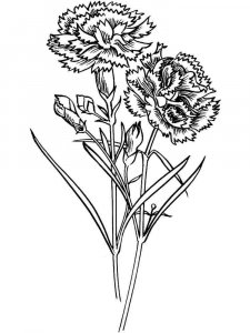 Carnation coloring page 6 - Free printable