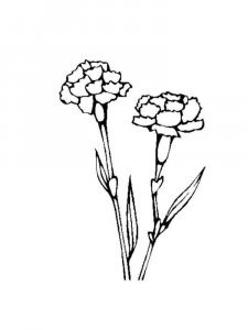 Carnation coloring page 7 - Free printable