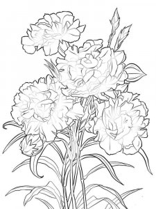 Carnation coloring page 8 - Free printable