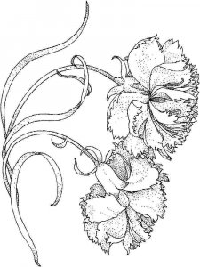 Carnation coloring page 9 - Free printable