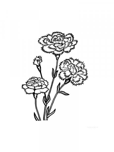 Carnation flower coloring pages