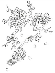Cherry Blossom coloring page 4 - Free printable