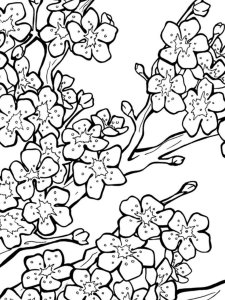 Cherry Blossom coloring page 5 - Free printable