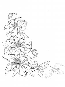 Clematis coloring page 1 - Free printable