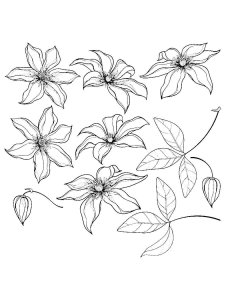 Clematis coloring page 10 - Free printable