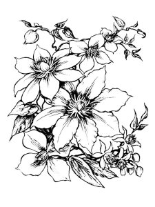Clematis coloring page 2 - Free printable