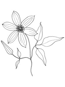 Clematis coloring page 3 - Free printable