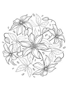 Clematis coloring page 4 - Free printable