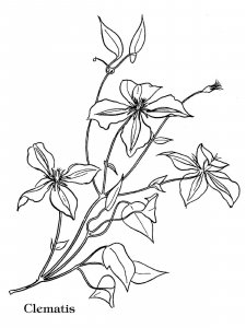 Clematis coloring page 5 - Free printable