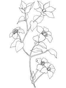 Clematis coloring page 6 - Free printable