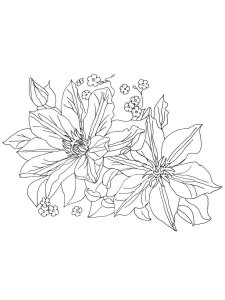 Clematis coloring page 8 - Free printable