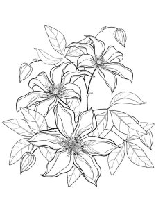 Clematis coloring page 9 - Free printable
