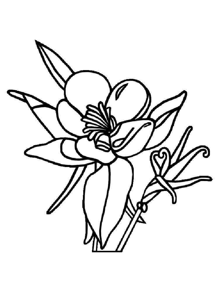 Download Columbine Flowers coloring pages. Download and print ...