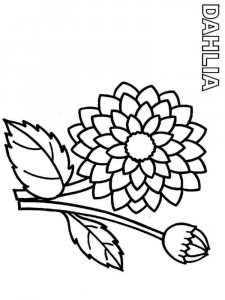 Dahlia coloring page 3 - Free printable