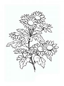 Daisy Flower coloring page 10 - Free printable