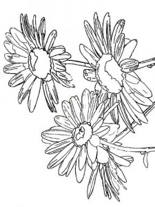 Daisy Flower coloring page 2 - Free printable