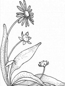 Daisy Flower coloring page 6 - Free printable