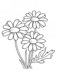 Daisy Flower coloring page 7 - Free printable