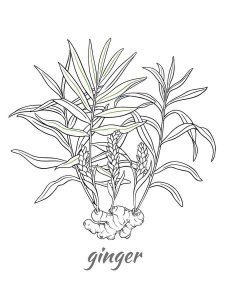 Ginger coloring page 3 - Free printable