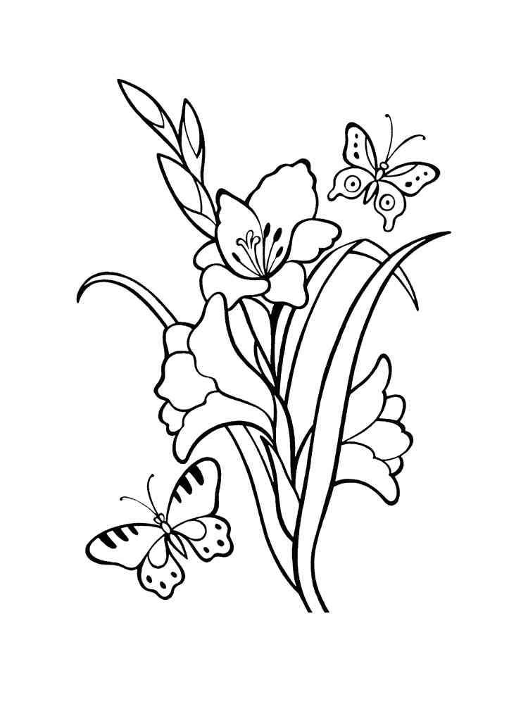 Gladiolus coloring pages. Download and print Gladiolus coloring pages
