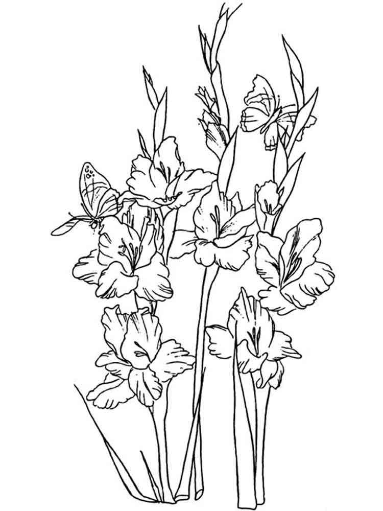 Gladiolus coloring pages. Download and print Gladiolus coloring pages