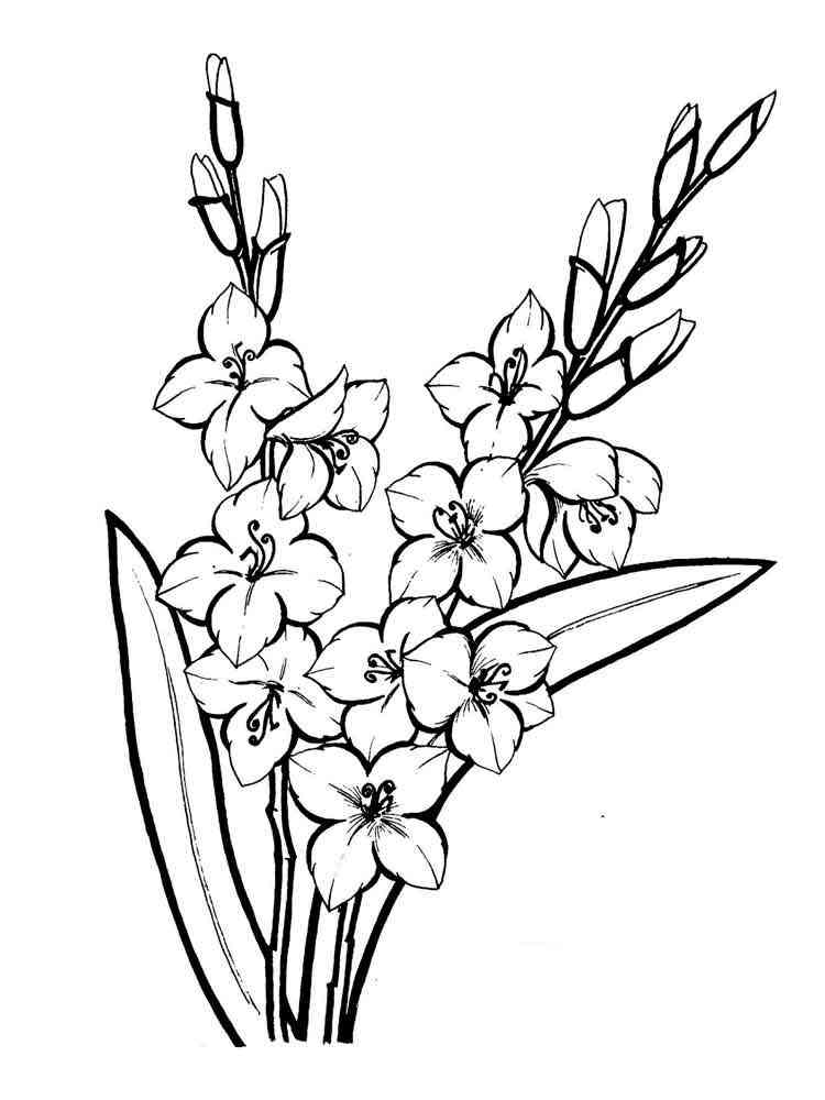 Gladiolus coloring pages. Download and print Gladiolus ...
