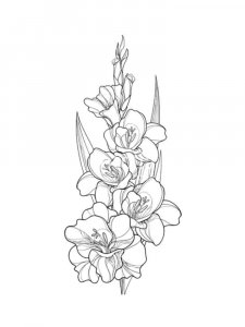 Gladiolus coloring page 15 - Free printable