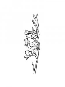 Gladiolus coloring page 18 - Free printable