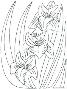 Gladiolus coloring page 1 - Free printable