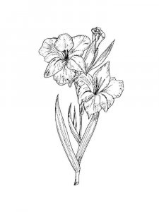 Gladiolus coloring page 10 - Free printable
