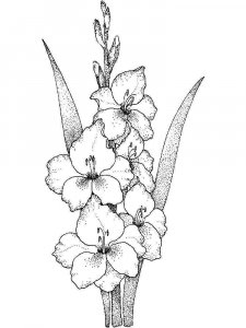 Gladiolus coloring page 12 - Free printable