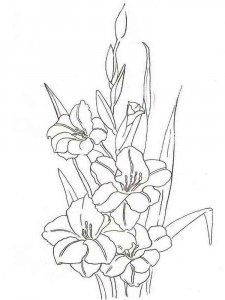 Gladiolus coloring page 2 - Free printable