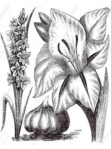 Gladiolus coloring page 3 - Free printable