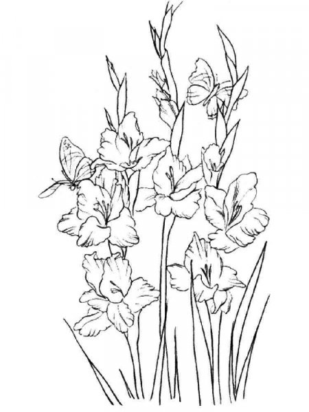 Gladiolus coloring pages