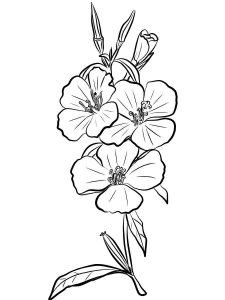 Godetia coloring page 1 - Free printable