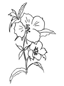 Godetia coloring page 3 - Free printable