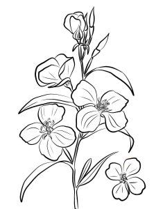 Godetia coloring page 4 - Free printable