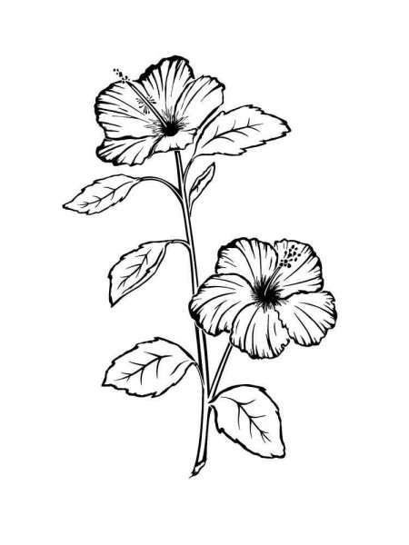 Hibiscus coloring pages