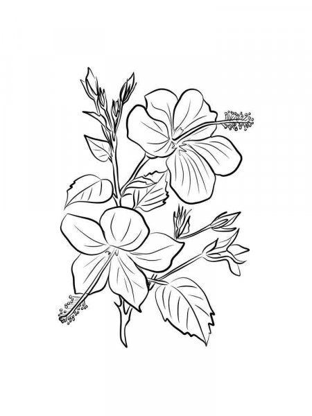 Hibiscus coloring pages