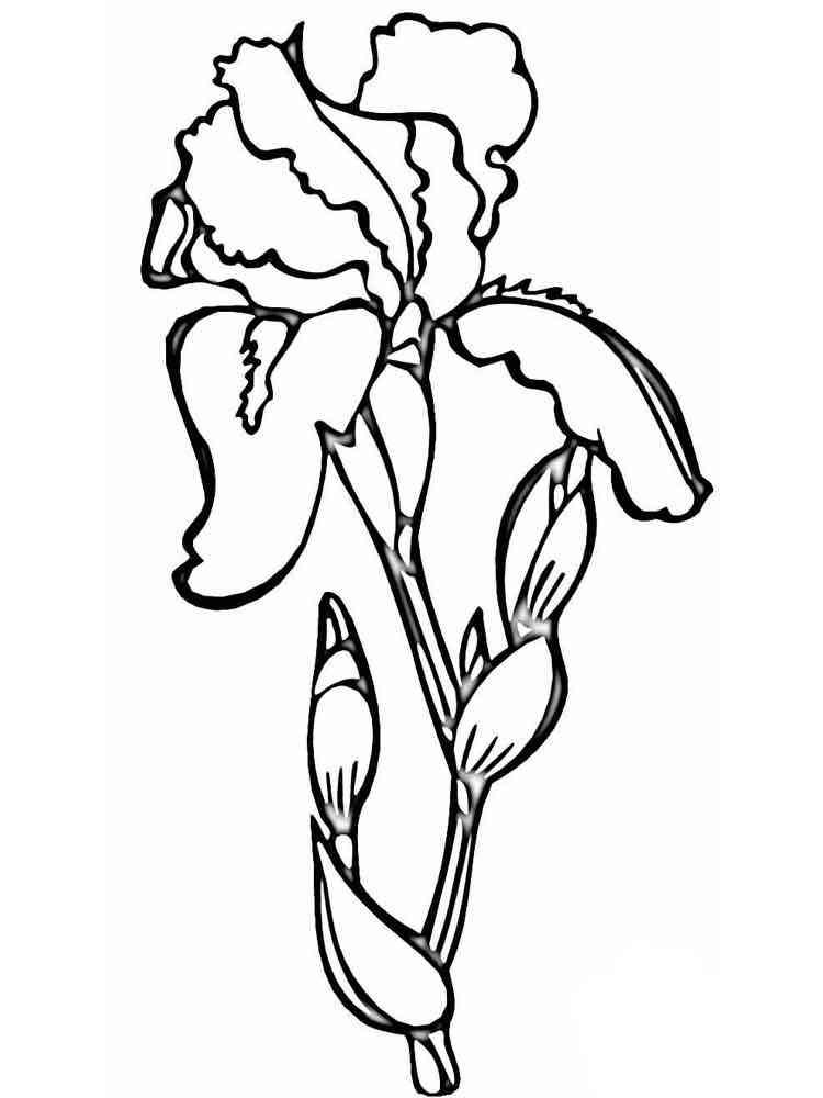 Iris Flower Coloring Pages Download And Print Iris Flower Coloring Pages