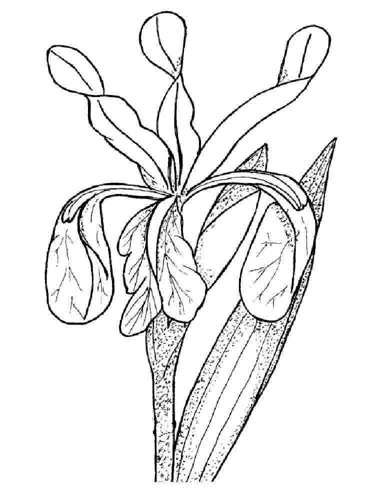 Iris Flower coloring pages. Download and print Iris Flower coloring pages