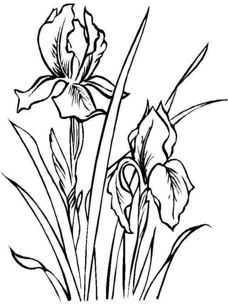 Iris Flower Coloring Pages Download And Print Iris Flower Coloring Pages