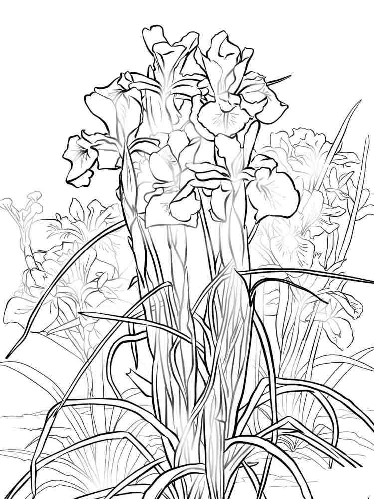 Download Iris Flower coloring pages. Download and print Iris Flower ...