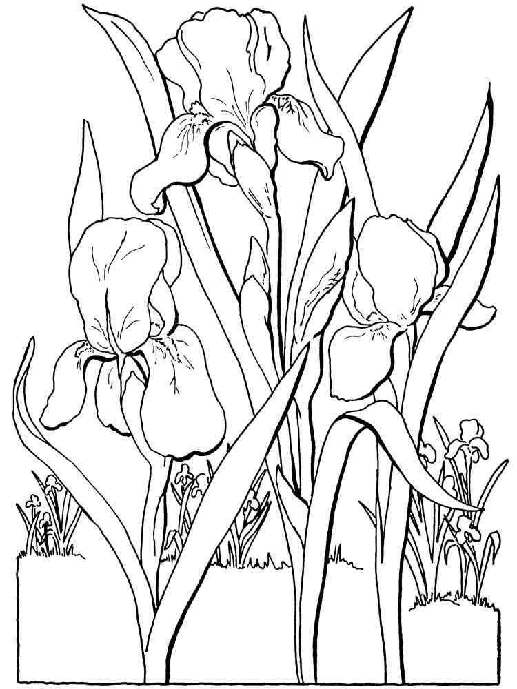 Iris Flower coloring pages. Download and print Iris Flower coloring pages