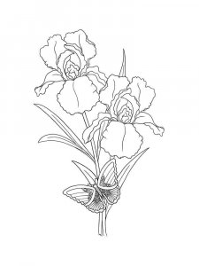 Iris coloring page 16 - Free printable